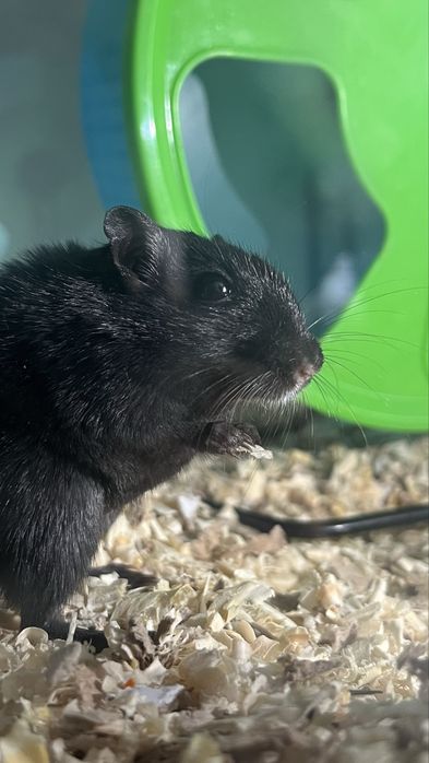Donez Pui de Gerbil + Adulti
