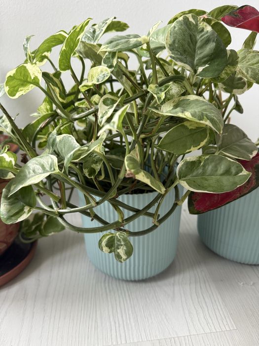 Продам цветы  комнатные