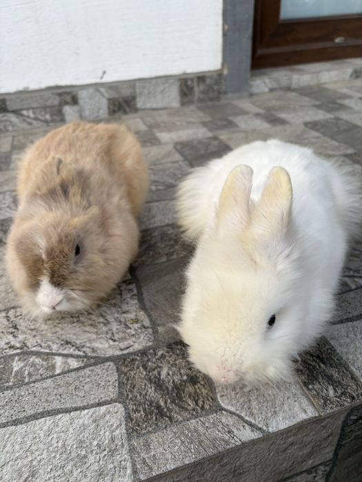 Vand sau schimb masculi cap de leu pitic