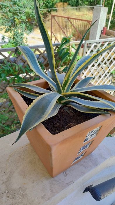 De vânzare agave, americane și albastre.