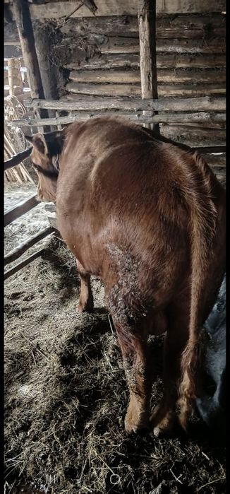 Продаются 3 быка