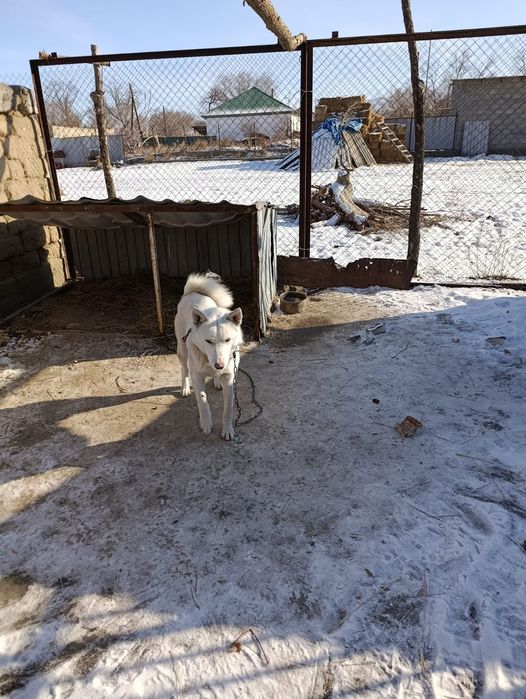 Продам щенка лайки