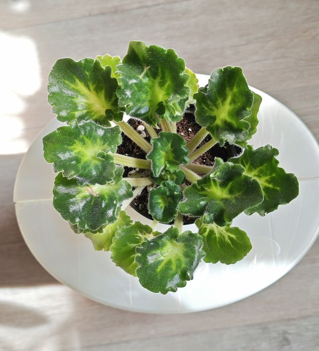 Продам сортовую фиалочку