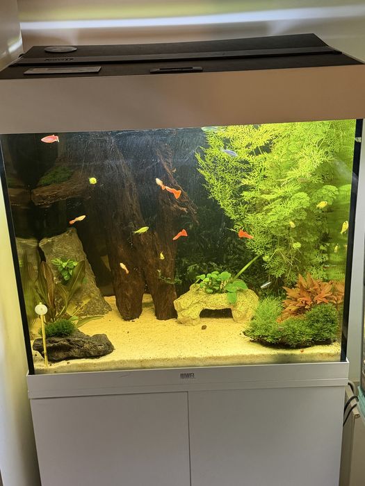 Acvariu |support Juwel 120 litri+ filtru oase thermo 350