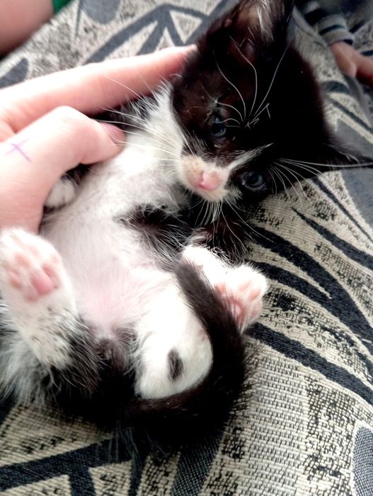 Отдам котенка ласковый мальчик