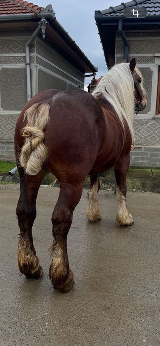 Armăsar de 5ani de vânzare