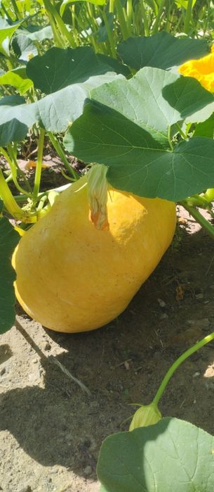 Продам тыкву дачную
