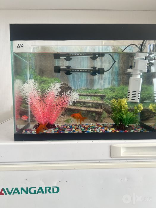 Akvarium hamma jihozlari bilan sotiladi