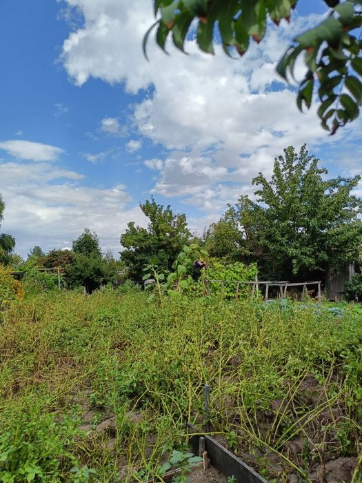 Продаю дача(сад) в городе