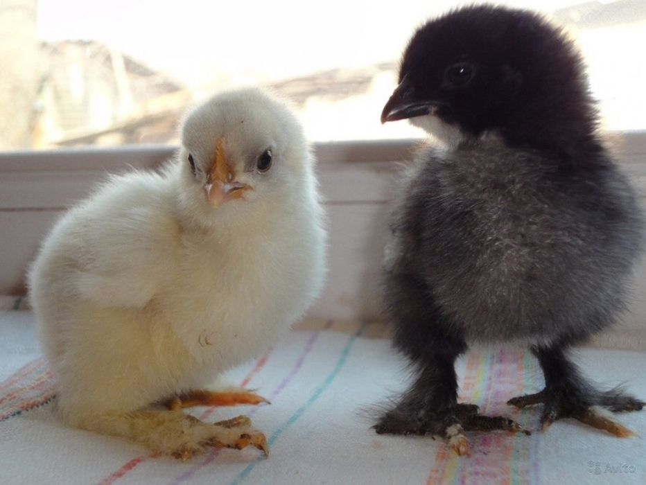 Жужалар  цыплёнок jojalar sotiladi