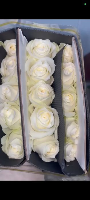 Гвоздика и роза оптом и розницу