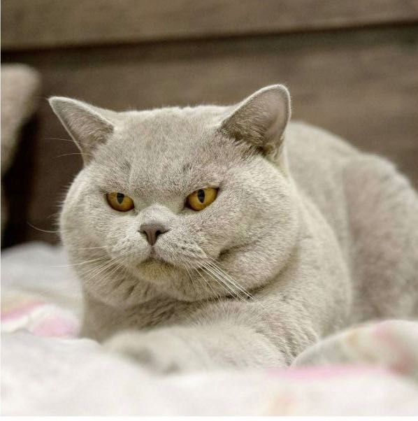 Вязка Британский котов с Родословной,Золотой,Серебристый,Лиловый