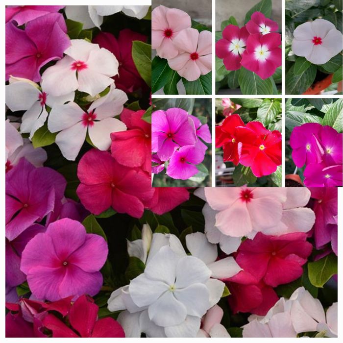 Рассада овощей и цветов