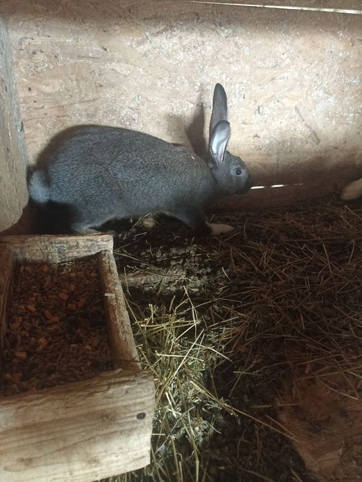 vand sau schimb iepuri hycole francez