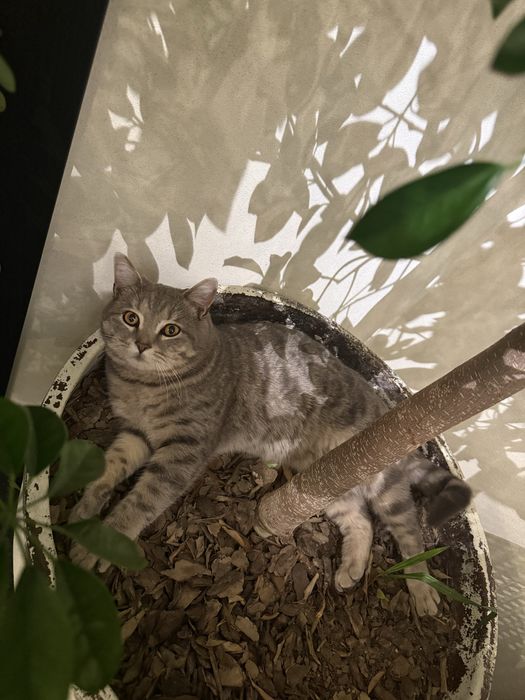 Пристраивается котик