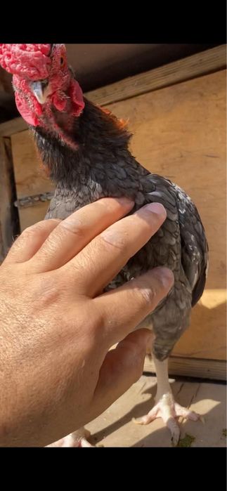 Ко Шамо, пепельный, мрамор