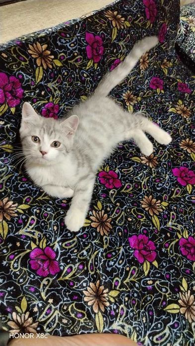 Продаётся Кошки. Мушук болалари сотилади