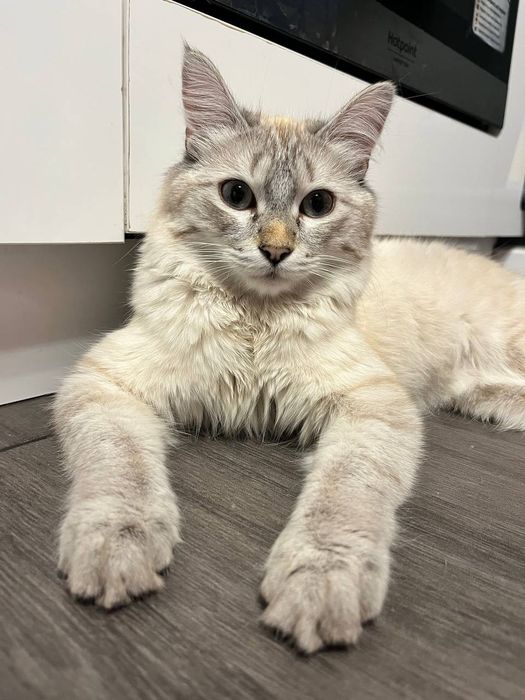 Ищем дом котику Стюарту/⁠ᐠ⁠｡⁠ꞈ⁠｡⁠ᐟ⁠\