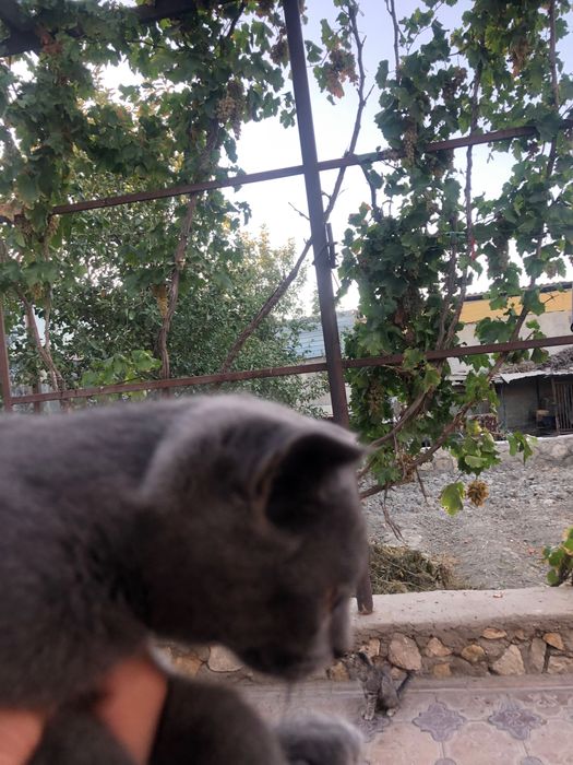 Кот Скоттиш фолд