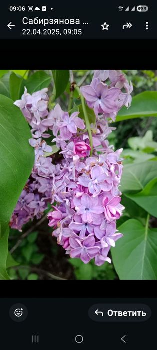 Продаю сортовую сирень