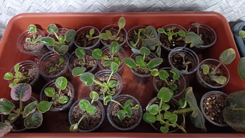 Сортовые фиалки от 300