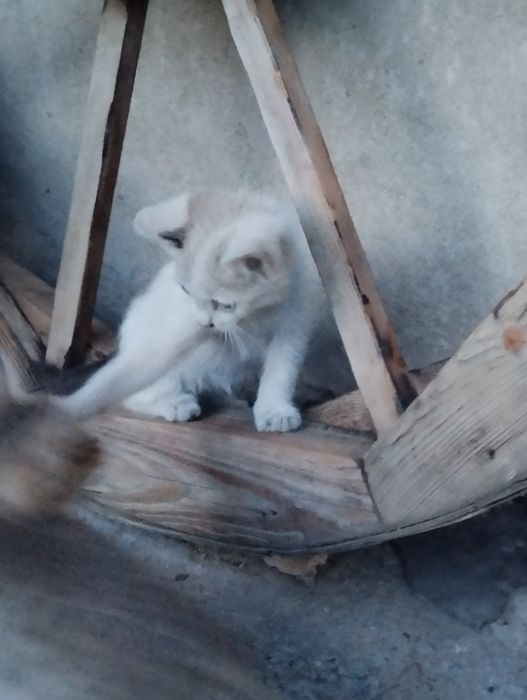 Котята 3 месяца, умные