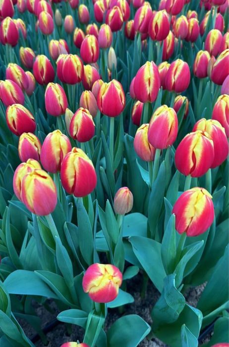 Голландские тюльпаны Оптом с луковицами