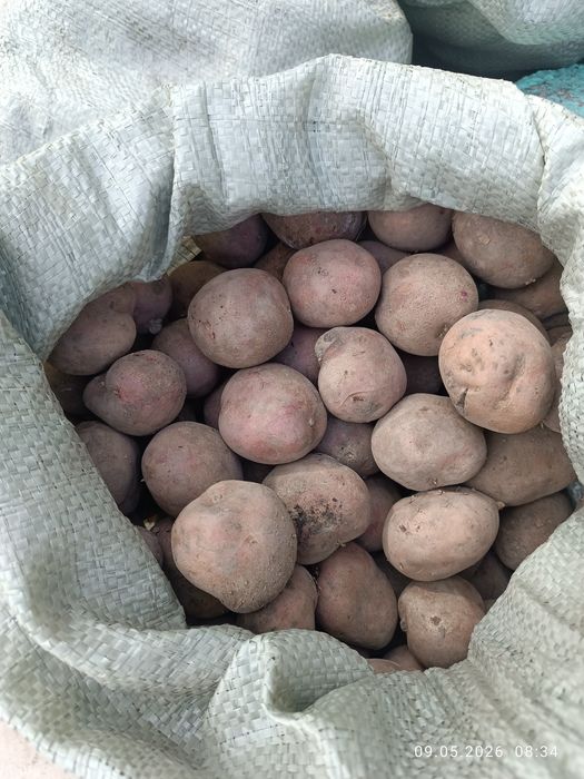 Семенной картофель