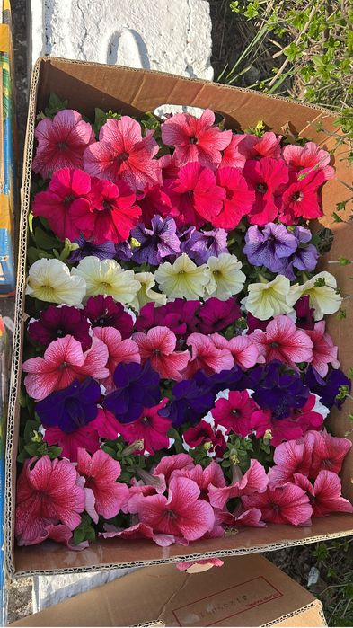 Петунья,бархатцы оптом