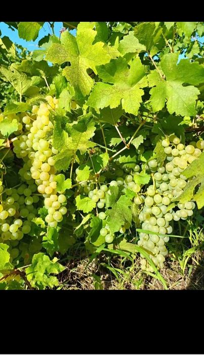 Butasi de vită de vie de anul 2 și de anul 3