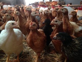 pui rasa mixta (rosu si porumbac )