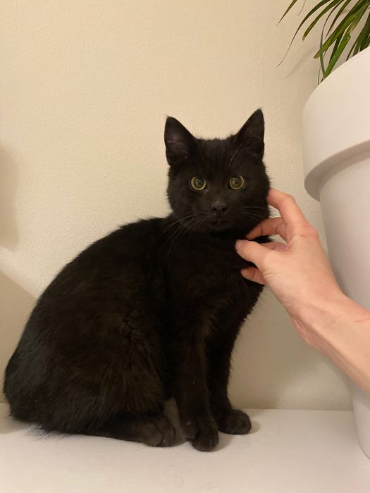 Котенце момче 5 мес