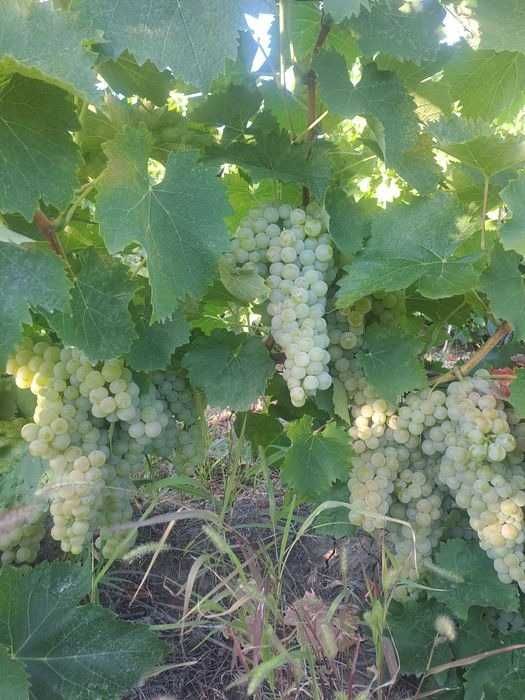 Struguri de vin din Vrancea soiuri alese, transport gratuit în Vaslui - Iași, pret producator