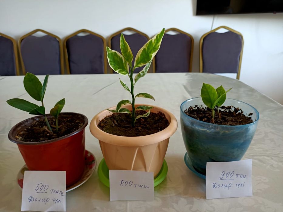 Распродажа комнатных цветов