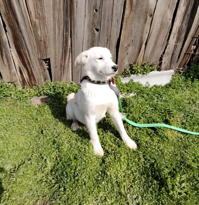 Здоровые  собачата ждут своих хозяев