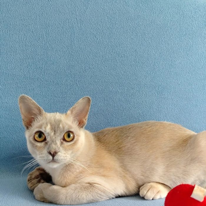 Котята породы бурма