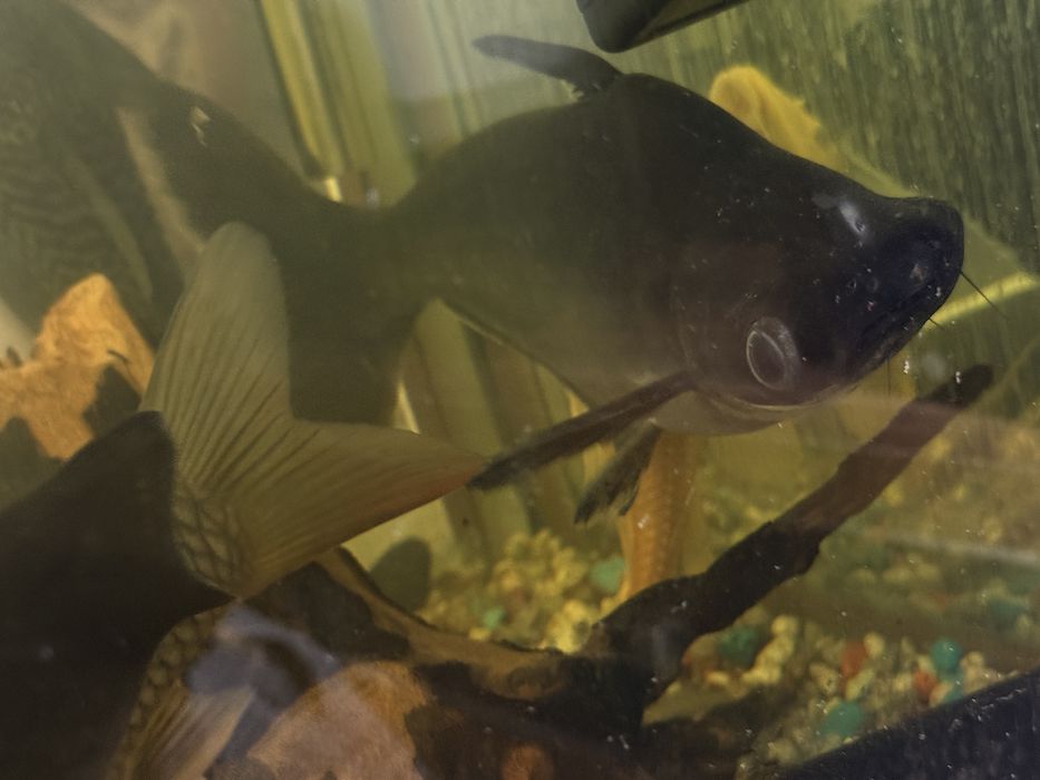 Акулий рыба и другие