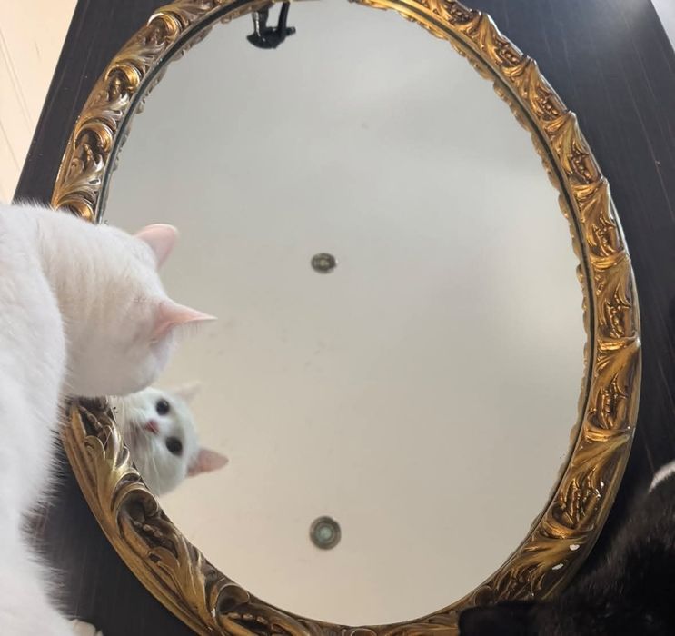 Белый котик Платоша ищет семью.