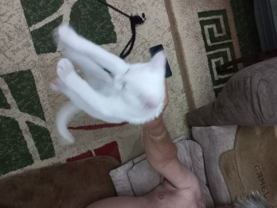 Бесплатно котёнок мальчик