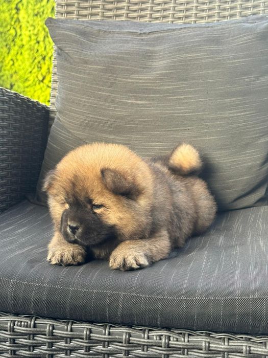 Chow Chow femela