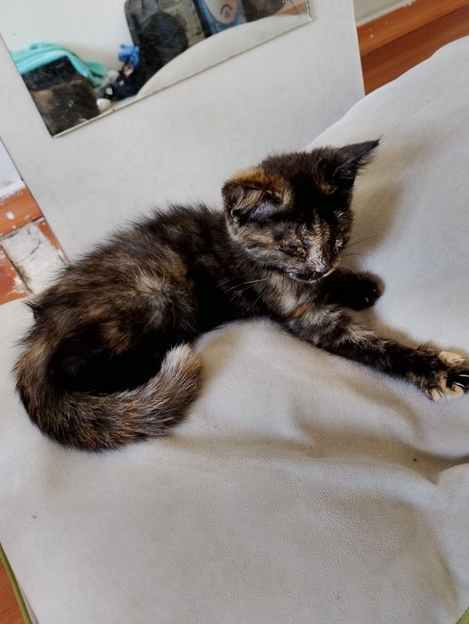 Отдам котенка в добрые руки
