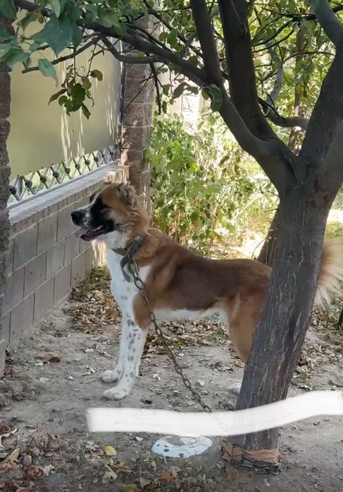 Продам алабай с документом (2.5год)