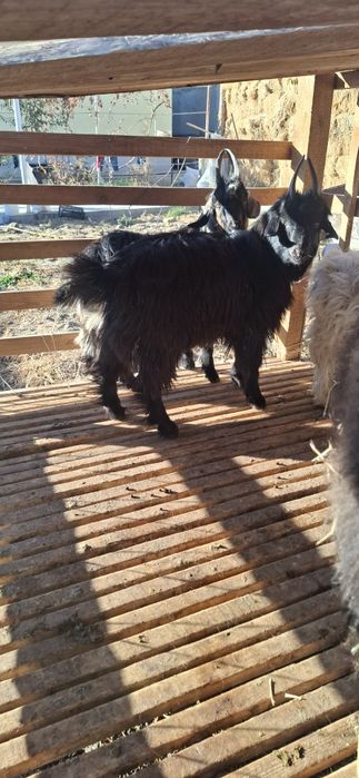 3 бас еркек лакк