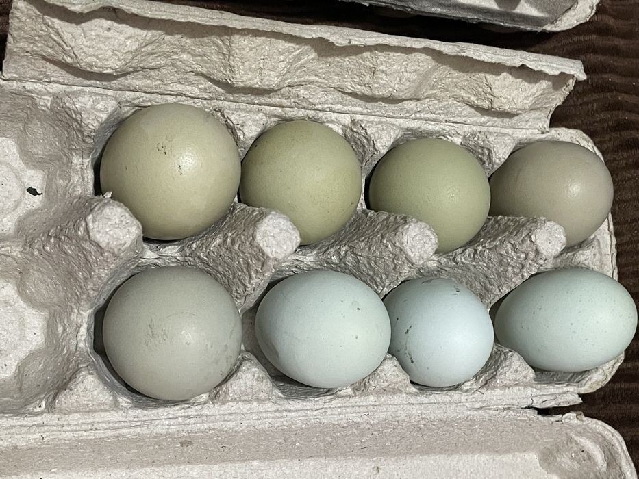 Vand pui de gaina rasa wyandotte argintiu si oua pt incubat!!! Am si oua verzi de ameraucana de incubat!