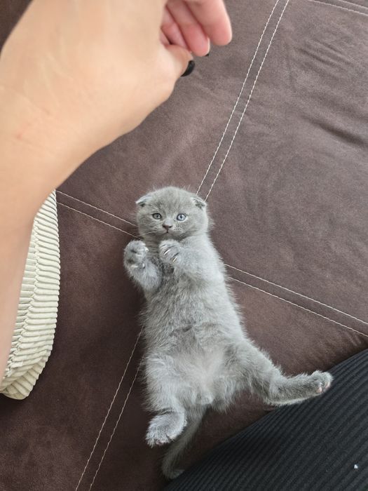 Сладко клепоухо мъжко коте