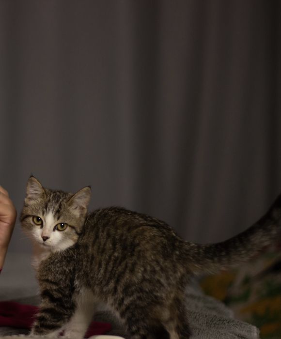 Котенок девочка в хорошие руки