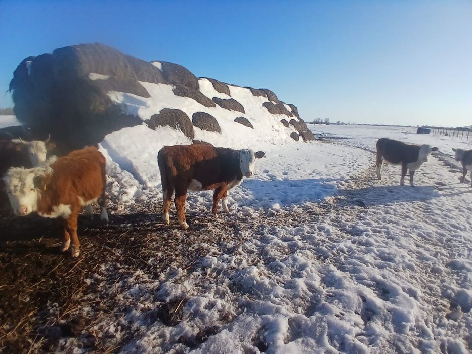 Продаются коровы молодые стельний