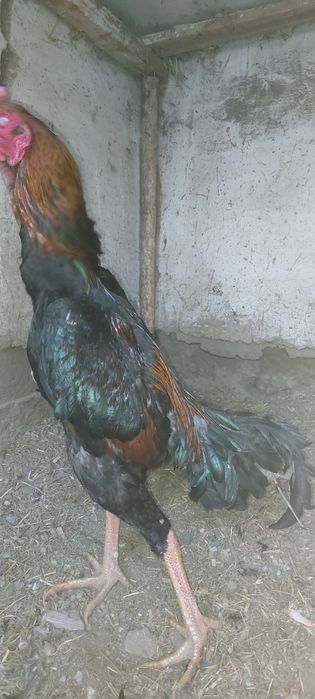 Бойцовые  петушки