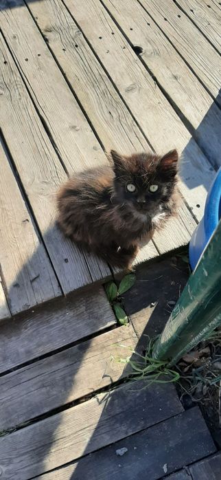 котенца от Созопол