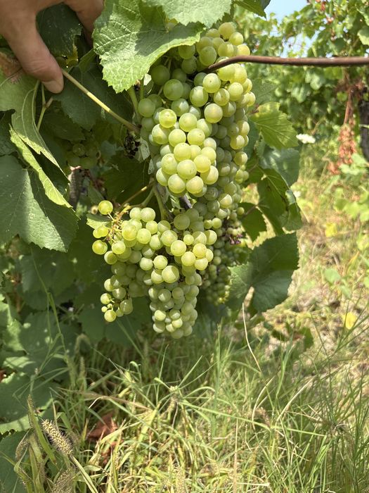 Продавам  Грозде